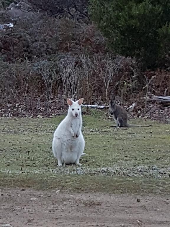 Discover Bruny Island Holiday Accommodation Alonnah Esterno foto